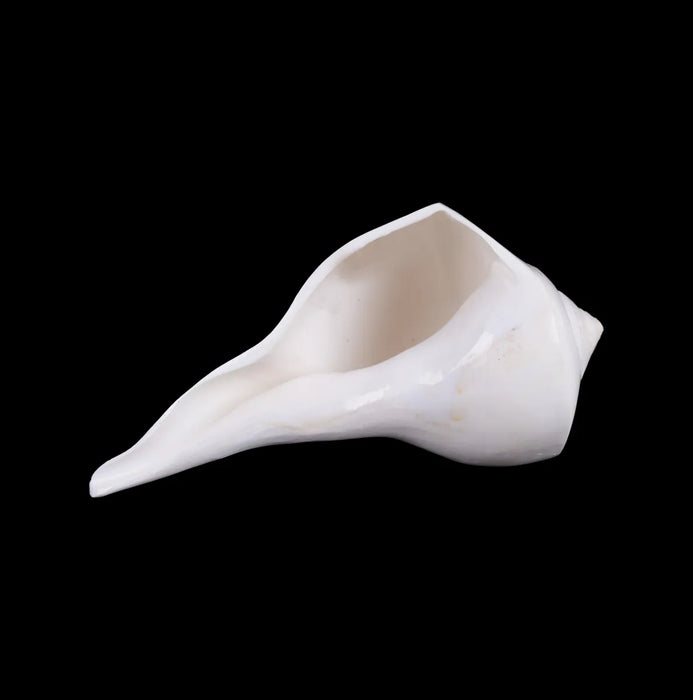 Right Hand Shankh - 2 X 5.5 Inches | Dakhinabarti Sankha/ Valampuri Sangu/ Dakshinavarti Shankh For Pooja - Pooja Shankh