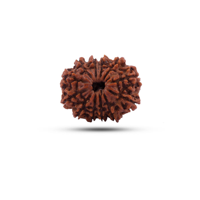 Rudraksha Beads - 12 Face | Rudraksh Beads/ Ruthracham Beads for Men & Women