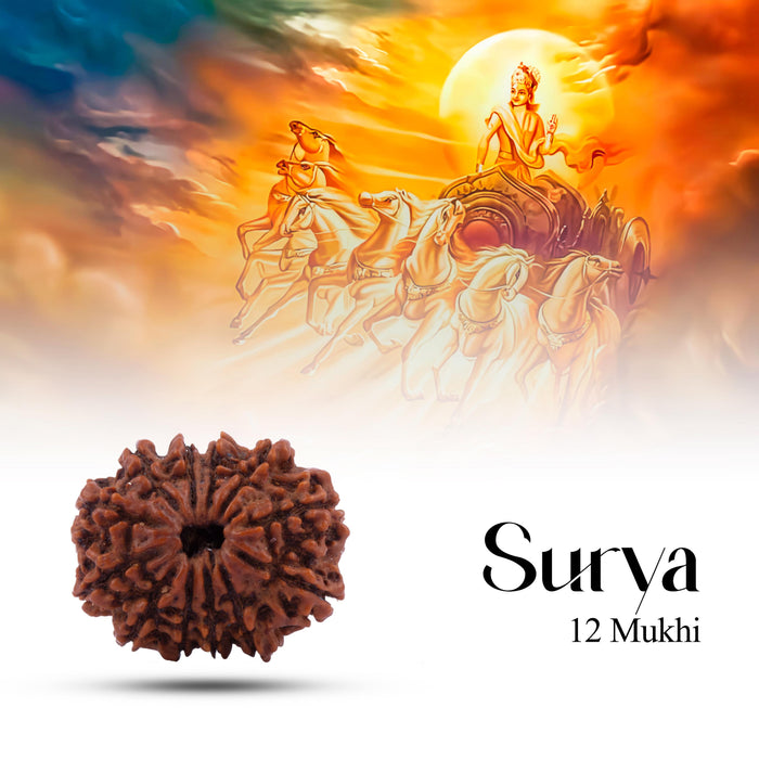 Rudraksha Beads - 12 Face | Rudraksh Beads/ Ruthracham Beads for Men & Women