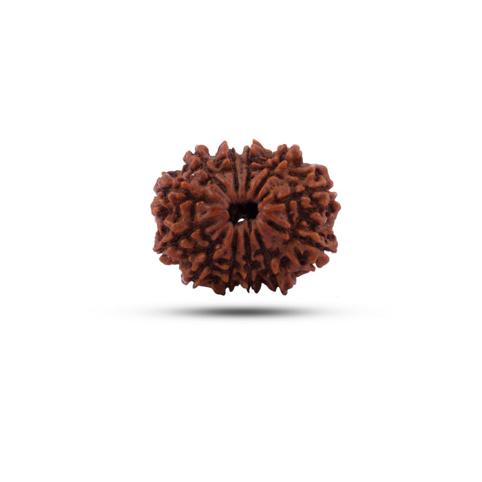 Rudraksha Beads - 12 Face | Rudraksh Beads/ Ruthracham Beads for Men & Women