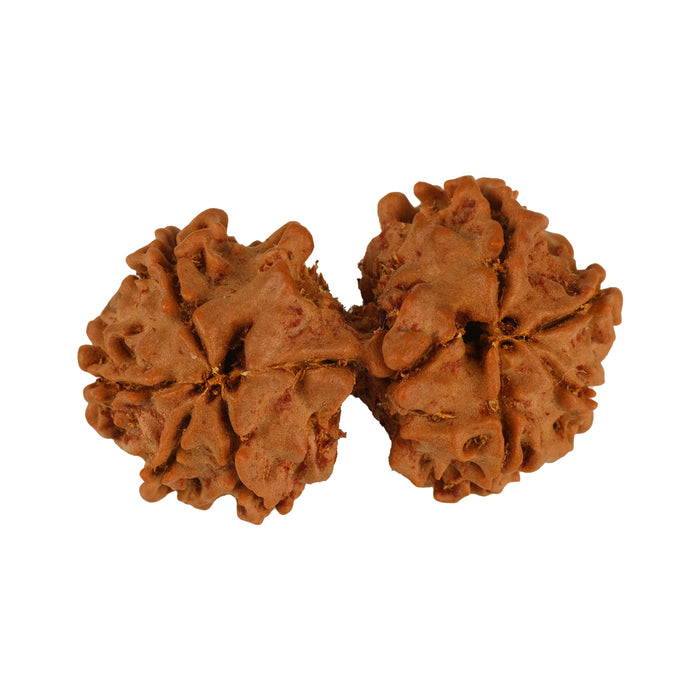 Rudraksha Beads - Gowri Shankar | Rudraksh Beads/ Ruthracham Beads for Men & Women