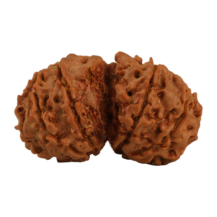 Rudraksha Beads - Gowri Shankar | Rudraksh Beads/ Ruthracham Beads for Men & Women