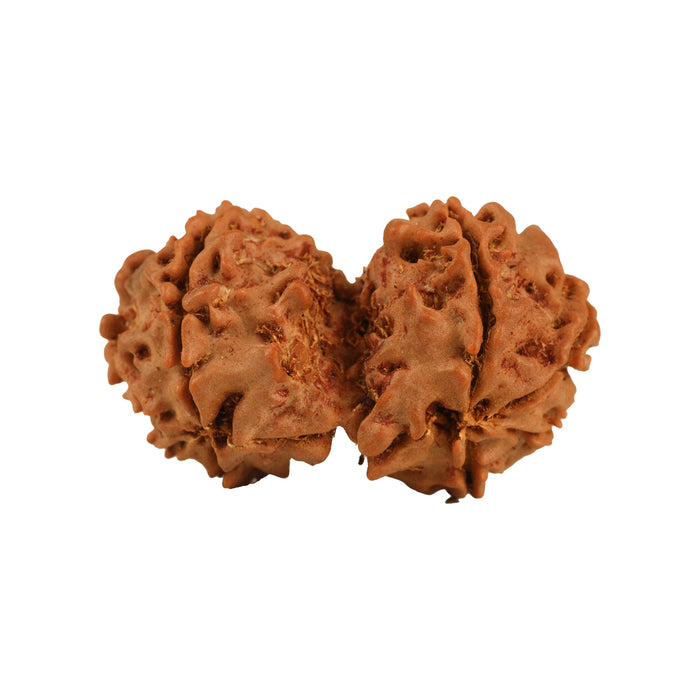 Rudraksha Beads - Gowri Shankar | Rudraksh Beads/ Ruthracham Beads for Men & Women