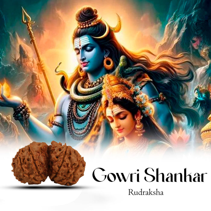 Rudraksha Beads - Gowri Shankar | Rudraksh Beads/ Ruthracham Beads for Men & Women