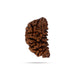 1 Mukhi Rudraksha Bead | Cashew Nut Shape 1 Mugam Bead/ Rudraksh Beads for Men & Women - Rudraksha Mala, Pendant, Bracelet