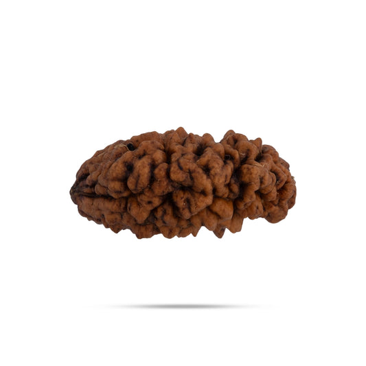 1 Mukhi Rudraksha Bead | Cashew Nut Shape 1 Mugam Bead/ Rudraksh Beads for Men & Women - Rudraksha Mala, Pendant, Bracelet