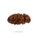 1 Mukhi Rudraksha Bead | Cashew Nut Shape 1 Mugam Bead/ Rudraksh Beads for Men & Women - Rudraksha Mala, Pendant, Bracelet