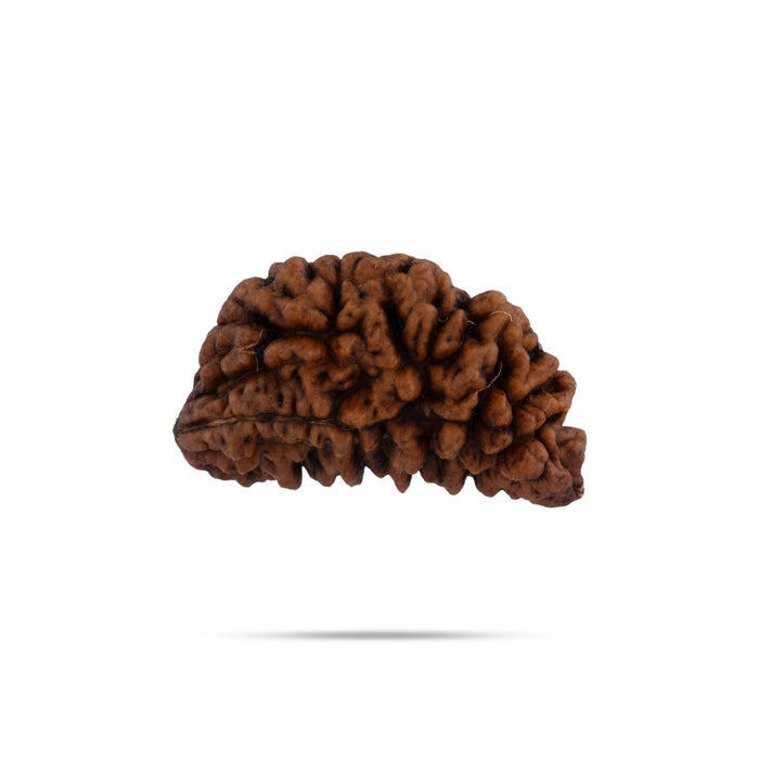 1 Mukhi Rudraksha Bead | Cashew Nut Shape 1 Mugam Bead/ Rudraksh Beads for Men & Women - Rudraksha Mala, Pendant, Bracelet