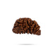 1 Mukhi Rudraksha Bead | Cashew Nut Shape 1 Mugam Bead/ Rudraksh Beads for Men & Women - Rudraksha Mala, Pendant, Bracelet