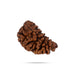 1 Mukhi Rudraksha Bead | Cashew Nut Shape 1 Mugam Bead/ Rudraksh Beads for Men & Women - Rudraksha Mala, Pendant, Bracelet