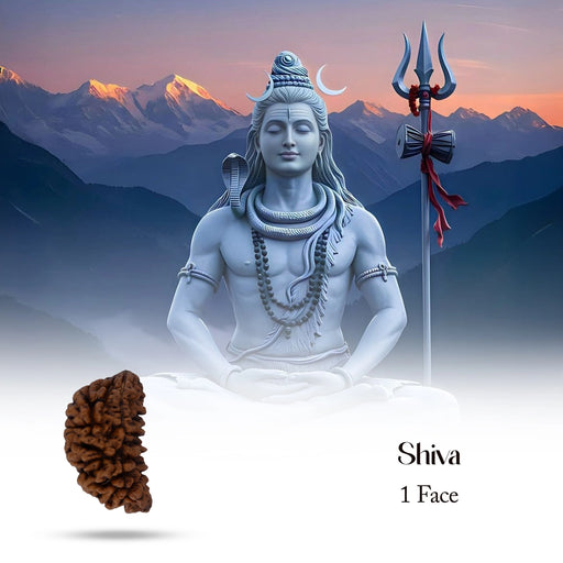 1 Mukhi Rudraksha Bead | Cashew Nut Shape 1 Mugam Bead/ Rudraksh Beads for Men & Women - Rudraksha Mala, Pendant, Bracelet