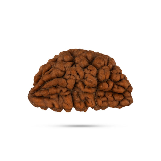 1 Mukhi Rudraksha Bead | Cashew Nut Shape 1 Mugam Bead/ Rudraksh Beads for Men & Women - Rudraksha Mala, Pendant, Bracelet