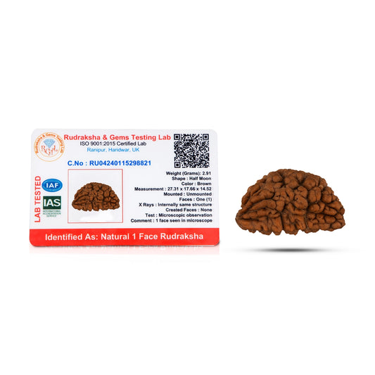 1 Mukhi Rudraksha Bead | Cashew Nut Shape 1 Mugam Bead/ Rudraksh Beads for Men & Women - Rudraksha Mala, Pendant, Bracelet