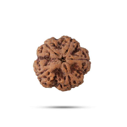 5 Face Rudraksha Beads | 5 Mukhi Rudraksh Beads/ Five Mukh Ruthracham Beads for Men & Women - Rudraksha Mala, Pendant, Bracelet