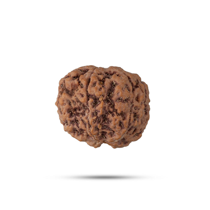 5 Face Rudraksha Beads | 5 Mukhi Rudraksh Beads/ Five Mukh Ruthracham Beads for Men & Women - Rudraksha Mala, Pendant, Bracelet