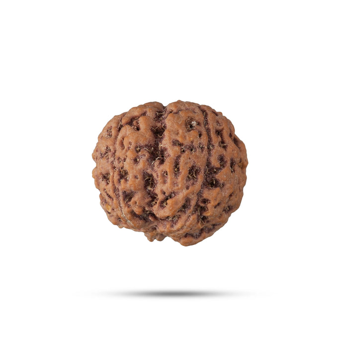 5 Face Rudraksha Beads | 5 Mukhi Rudraksh Beads/ Five Mukh Ruthracham Beads for Men & Women - Rudraksha Mala, Pendant, Bracelet