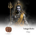 5 Face Rudraksha Beads | 5 Mukhi Rudraksh Beads/ Five Mukh Ruthracham Beads for Men & Women - Rudraksha Mala, Pendant, Bracelet