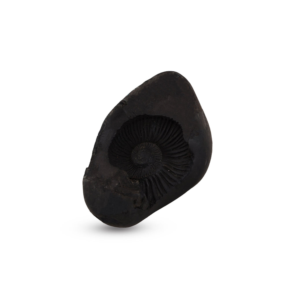 Shaligram - 1.5 x 3 Inch | Saligrama/ Saligram/ Salagrama Murti for Pooja