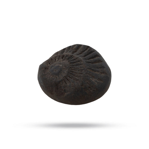 Salagrama Sudarsanar Murti- 1 Inches | Saligram Murti/ Shaligram Stone For Divine Protection And Positive Energy - Saligrama Stones & Murties