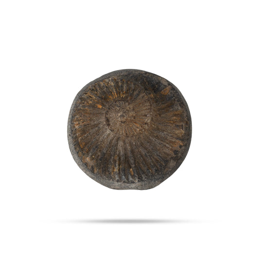 Salagrama Sudarsanar Murti- 1.25 Inches | Saligram Murti/ Shaligram Stone For Divine Protection And Positive Energy - Saligrama Stones & Murties