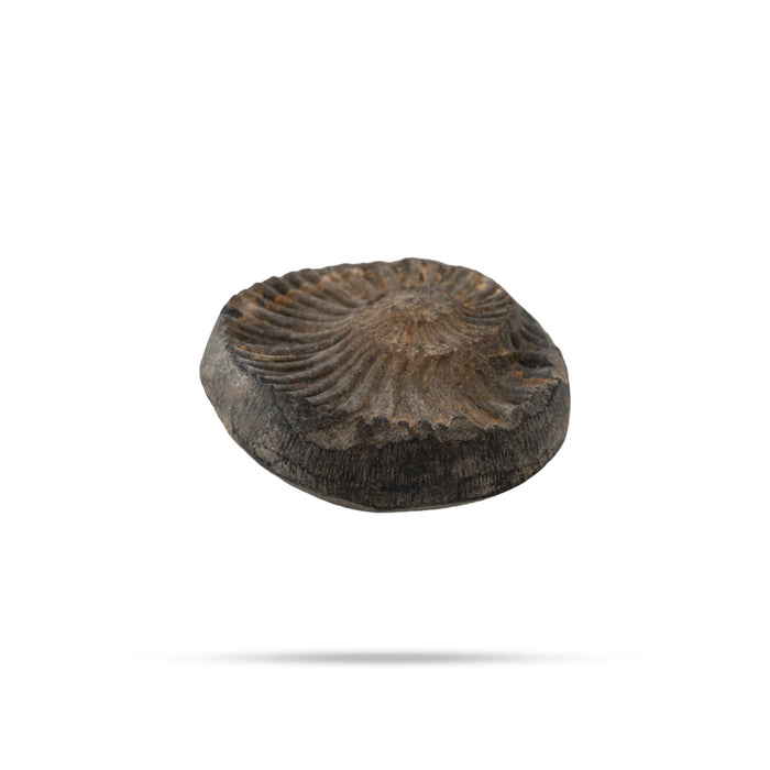 Salagrama Sudarsanar Murti- 1.25 Inches | Saligram Murti/ Shaligram Stone For Divine Protection And Positive Energy - Saligrama Stones & Murties