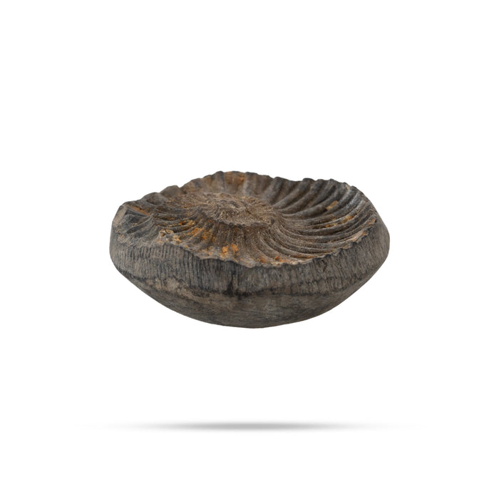 Salagrama Sudarsanar Murti- 1.25 Inches | Saligram Murti/ Shaligram Stone For Divine Protection And Positive Energy - Saligrama Stones & Murties