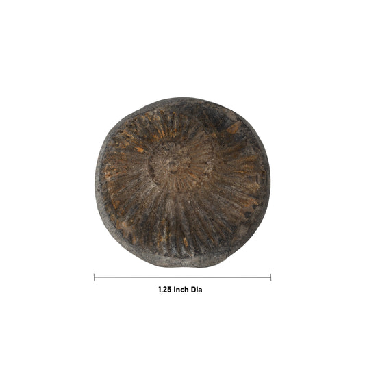 Salagrama Sudarsanar Murti- 1.25 Inches | Saligram Murti/ Shaligram Stone For Divine Protection And Positive Energy - Saligrama Stones & Murties