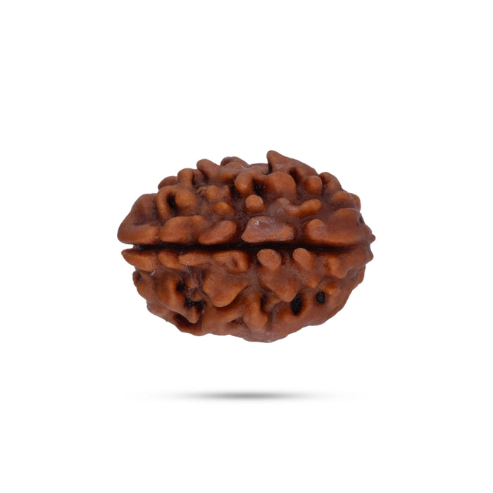 2 Mukhi Rudraksha Bead | 2 Face Ruthratcham Bead/ Rudraksh Bead for Men & Women