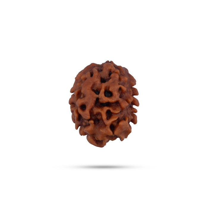 2 Mukhi Rudraksha Bead | 2 Face Ruthratcham Bead/ Rudraksh Bead for Men & Women