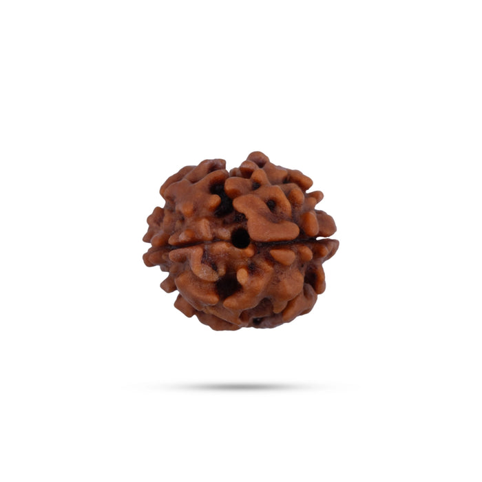 2 Mukhi Rudraksha Bead | 2 Face Ruthratcham Bead/ Rudraksh Bead for Men & Women