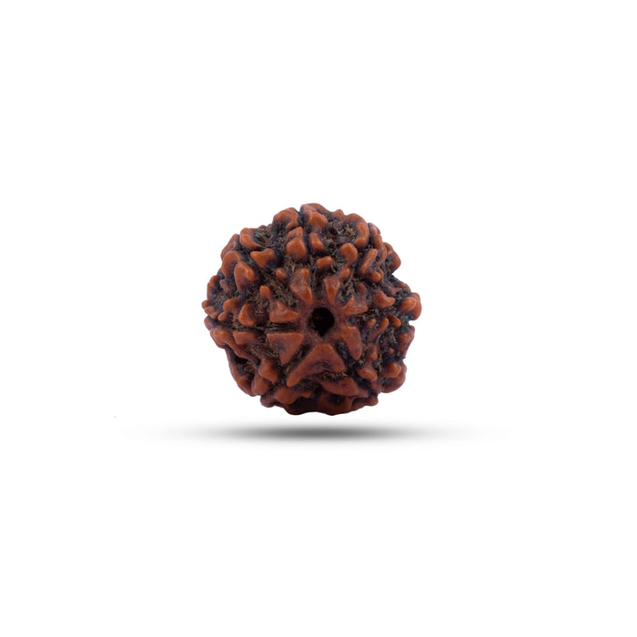 7 Mukhi Rudraksha Bead | Seven Face Rudraksha / Seven Mukhi Rudraksha for Men & Women - Rudraksha Mala, Pendant, Bracelet