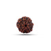 7 Mukhi Rudraksha Bead | Seven Face Rudraksha / Seven Mukhi Rudraksha for Men & Women - Rudraksha Mala, Pendant, Bracelet