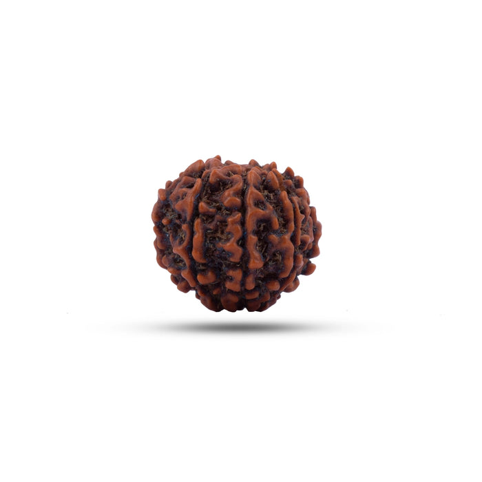 7 Mukhi Rudraksha Bead | Seven Face Rudraksha / Seven Mukhi Rudraksha for Men & Women - Rudraksha Mala, Pendant, Bracelet