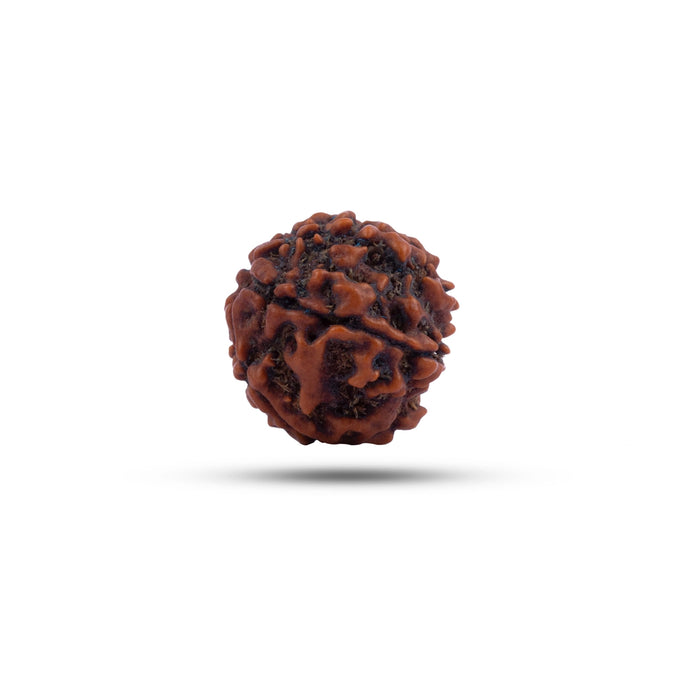 7 Mukhi Rudraksha Bead | Seven Face Rudraksha / Seven Mukhi Rudraksha for Men & Women - Rudraksha Mala, Pendant, Bracelet