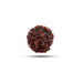 7 Mukhi Rudraksha Bead | Seven Face Rudraksha / Seven Mukhi Rudraksha for Men & Women - Rudraksha Mala, Pendant, Bracelet