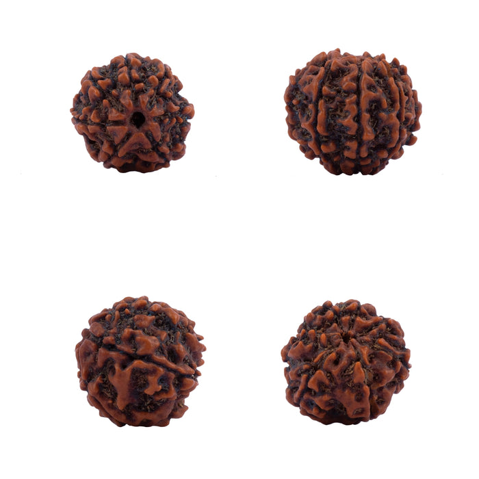 7 Mukhi Rudraksha Bead | Seven Face Rudraksha / Seven Mukhi Rudraksha for Men & Women - Rudraksha Mala, Pendant, Bracelet