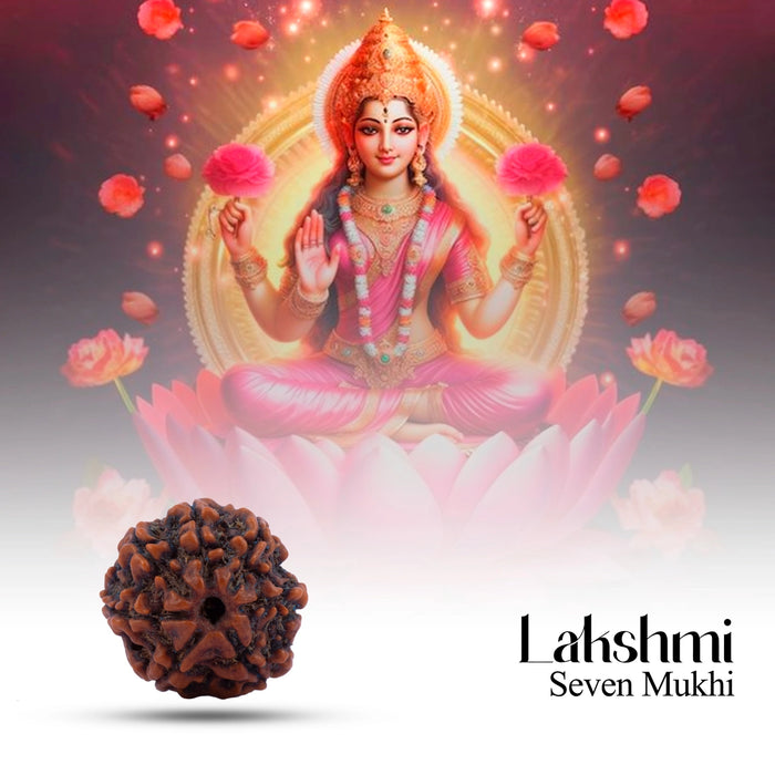 7 Mukhi Rudraksha Bead | Seven Face Rudraksha / Seven Mukhi Rudraksha for Men & Women - Rudraksha Mala, Pendant, Bracelet