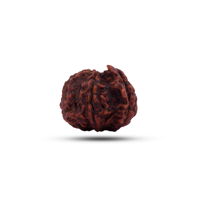 Ganesha Rudraksha Beads | Ganesh Mukhi Rudraksha/ Ganpati Rudraksha Bead for Men and Women - Rudraksha Mala, Pendant, Bracelet