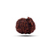 Ganesha Rudraksha Beads | Ganesh Mukhi Rudraksha/ Ganpati Rudraksha Bead for Men and Women - Rudraksha Mala, Pendant, Bracelet