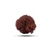 Ganesha Rudraksha Beads | Ganesh Mukhi Rudraksha/ Ganpati Rudraksha Bead for Men and Women - Rudraksha Mala, Pendant, Bracelet