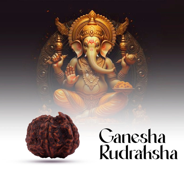Ganesha Rudraksha Beads | Ganesh Mukhi Rudraksha/ Ganpati Rudraksha Bead for Men and Women - Rudraksha Mala, Pendant, Bracelet