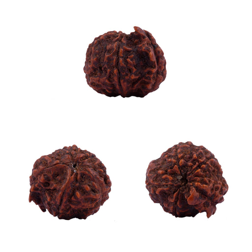 Ganesha Rudraksha Beads | Ganesh Mukhi Rudraksha/ Ganpati Rudraksha Bead for Men and Women - Rudraksha Mala, Pendant, Bracelet