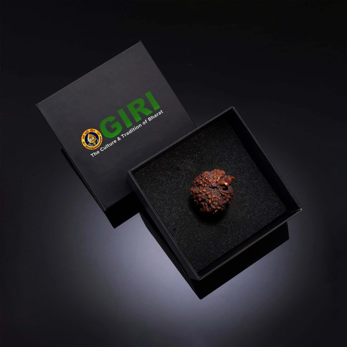 Ganesha Rudraksha Beads | Ganesh Mukhi Rudraksha/ Ganpati Rudraksha Bead for Men and Women - Rudraksha Mala, Pendant, Bracelet