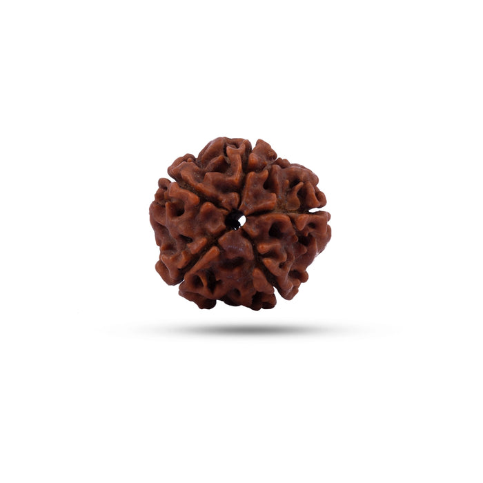 Ganesha Rudraksha | A Grade Ganesh Mukhi Rudraksha/ Ganpati Rudraksha Bead for Men and Women