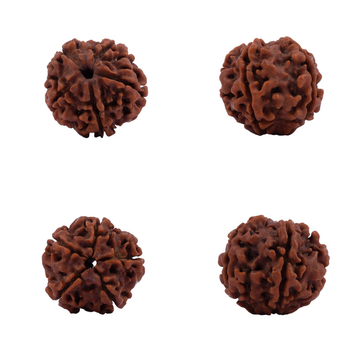 Ganesha Rudraksha | A Grade Ganesh Mukhi Rudraksha/ Ganpati Rudraksha Bead for Men and Women