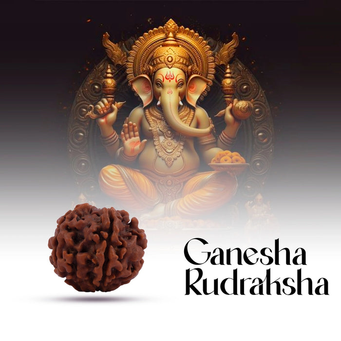 Ganesha Rudraksha | A Grade Ganesh Mukhi Rudraksha/ Ganpati Rudraksha Bead for Men and Women