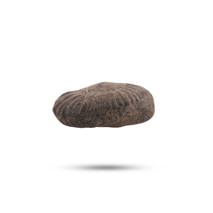 Shaligram Murti | Stone Deity / Shaligram Idol / Saligram Murti for Pooja