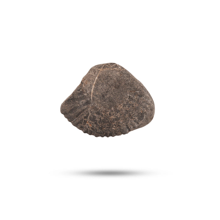 Shaligram Murti | Stone Deity / Shaligram Idol / Saligram Murti for Pooja