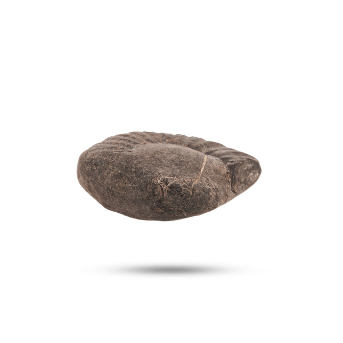 Shaligram Murti | Stone Deity / Shaligram Idol / Saligram Murti for Pooja