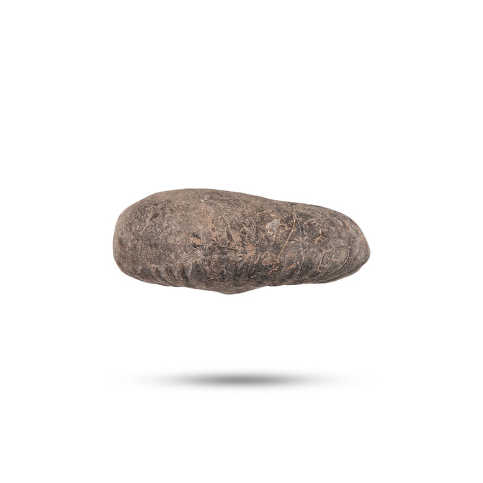 Shaligram Murti | Stone Deity / Shaligram Idol / Saligram Murti for Pooja
